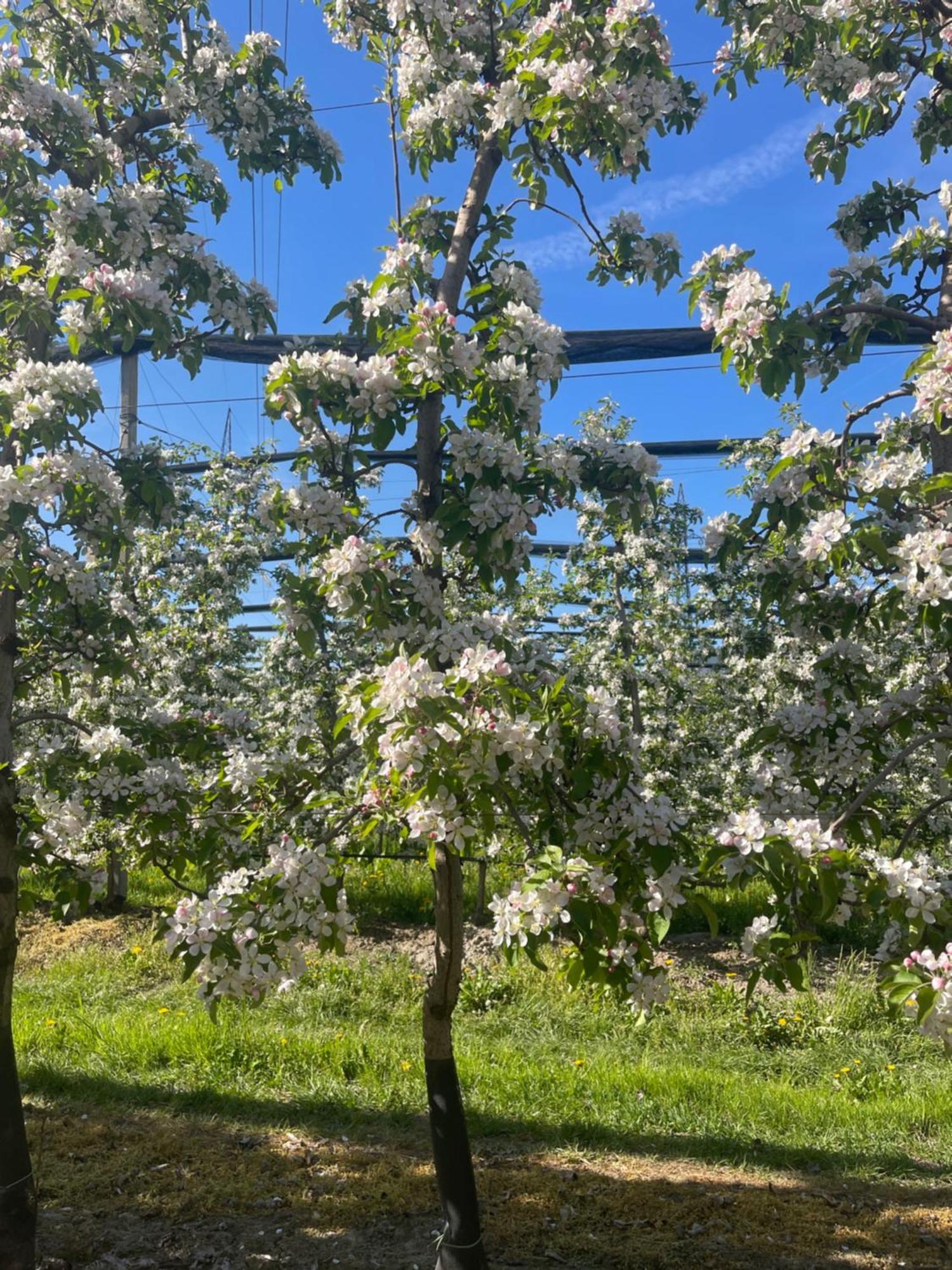 Appartamento Haus Kaefersberg Naturns Esterno foto